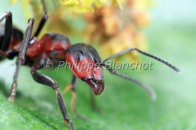 formica rufa 2.JPG - Fourmi rousse (portrait)Formica rufaEuropean Red Wood AntHymenoptera, FormicidaeFrance